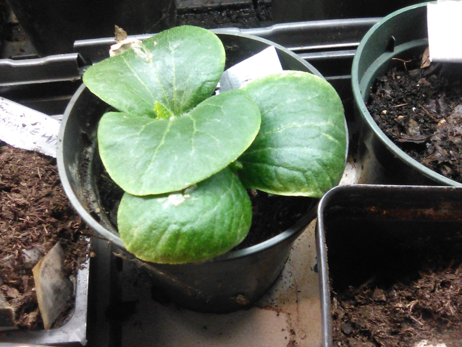 First Squash Leaves